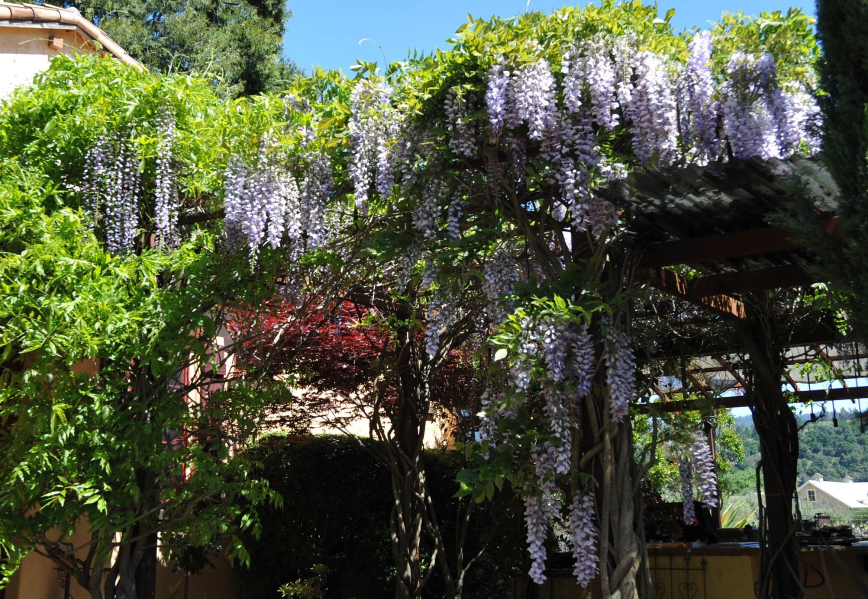 Huge clusters of wisteria